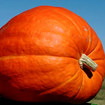 Here It Is. The Real Great Pumpkin