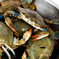 Blue Crabs, Done Red-State-Style