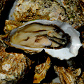 District’s Oyster and Beer Fest