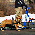 Dog-Powered Scooter