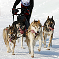 The Iditarod