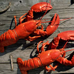 7,000 Pounds’ Worth of Panicked Lobster