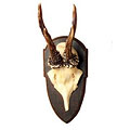 Wall-Mounted Antlers from Acquire