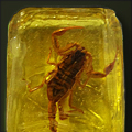 Scorpion Brittle