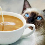 Grab an Espresso and Maybe a Kitten