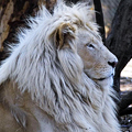 A White Lion Cub