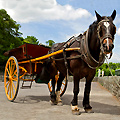 One-Horse Open Sleigh
