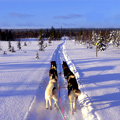 Dogsledding