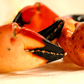 Stone Crab Season Is Here